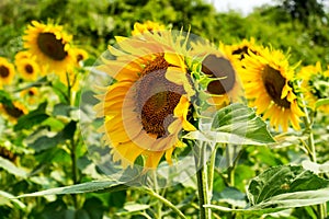 Field of sunflowers under bright sun